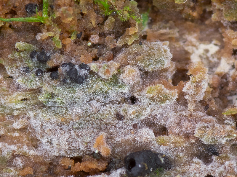 Hyphoderma capitatum